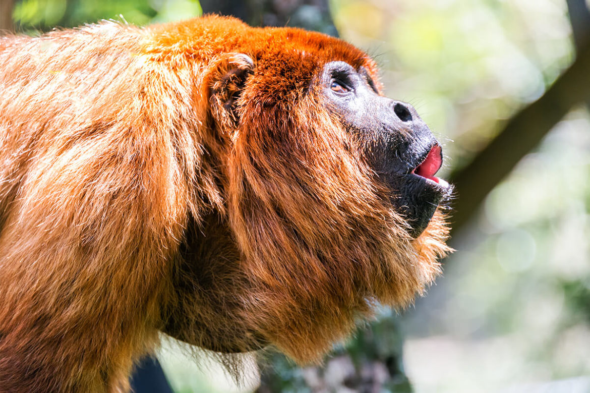 Wichtig oder dringend? Wer am lautestens brüllt kommt zuerst?