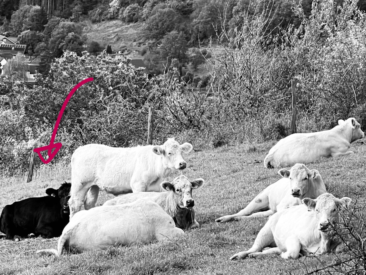 Das mit der schwarzen Kuh, dem schwarzen Schaf im Team. 🧨