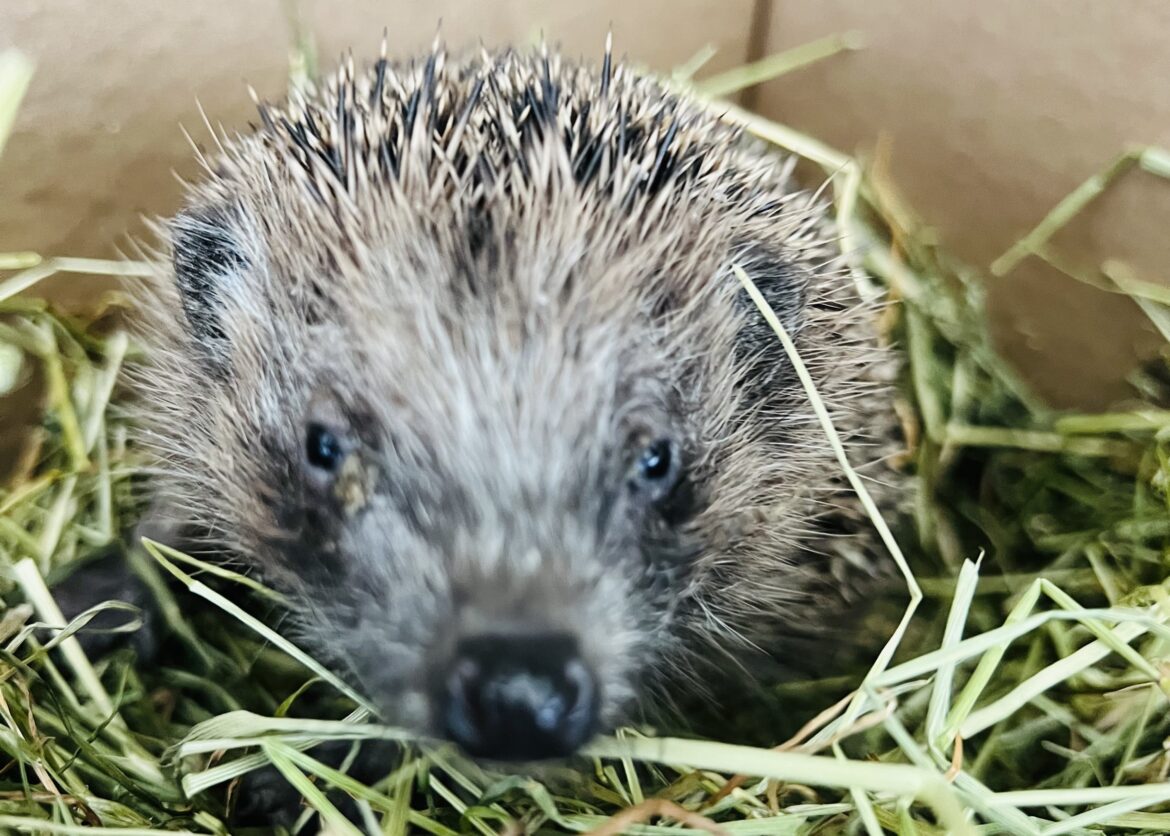 Wilde Nachbarschaft. Für alle, die keine Stimme haben. 🦔 🐝🐦